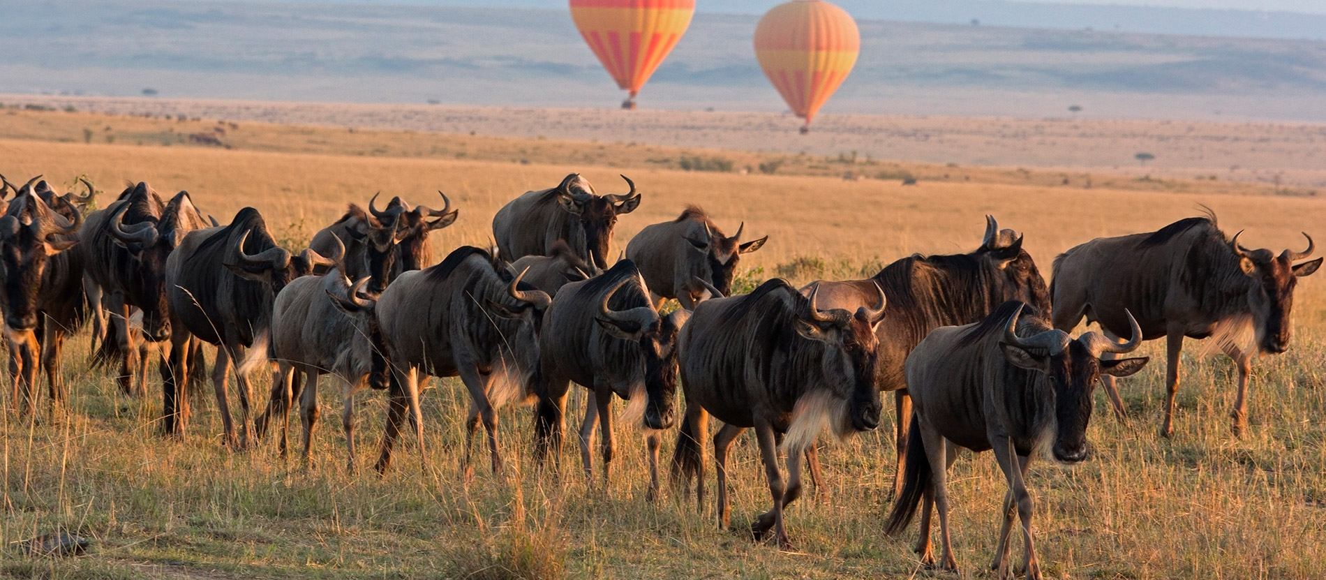 9 Days Wildebeest Migration Safari